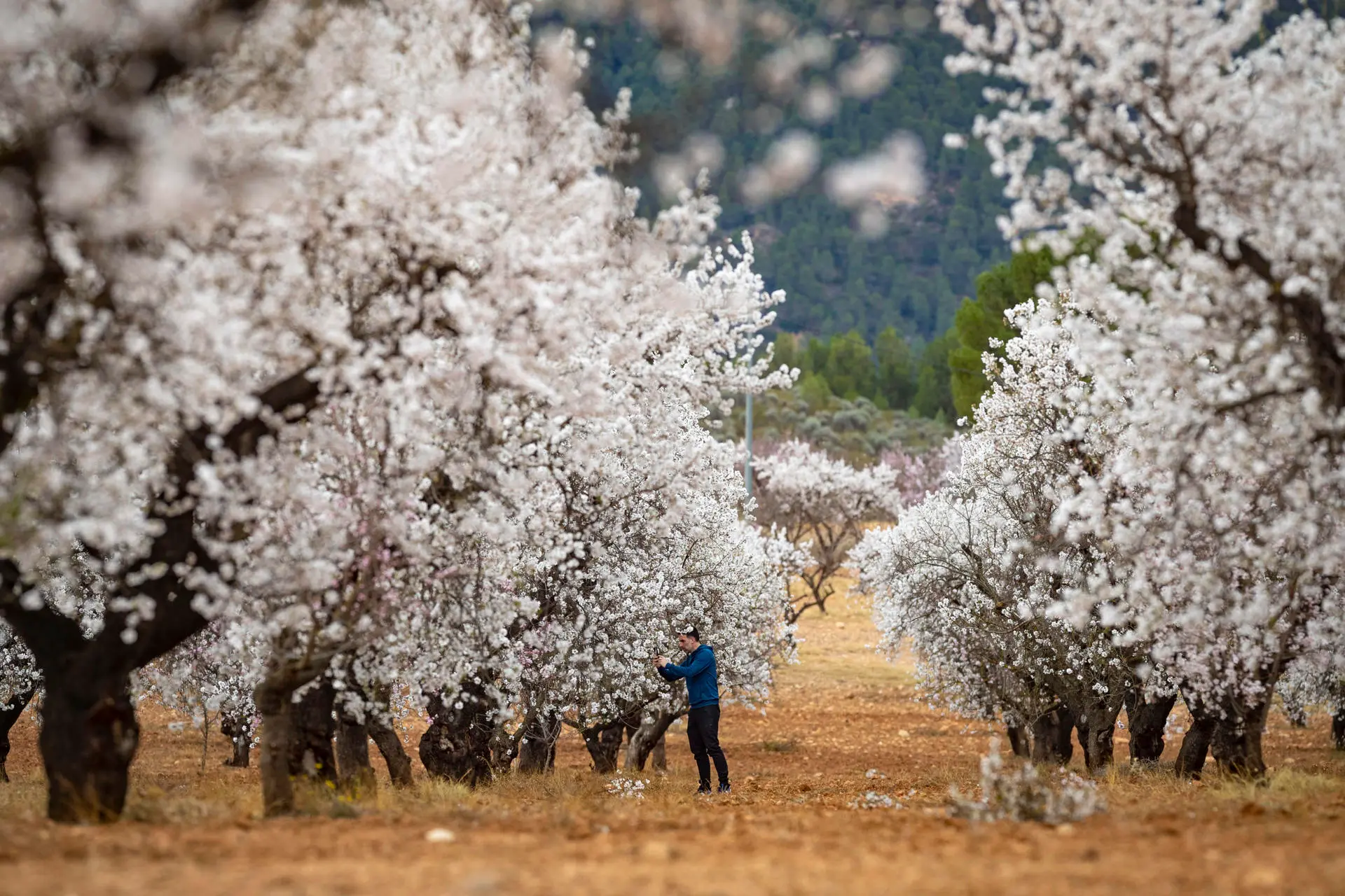 imagen de la floración de los almendros de Mula
