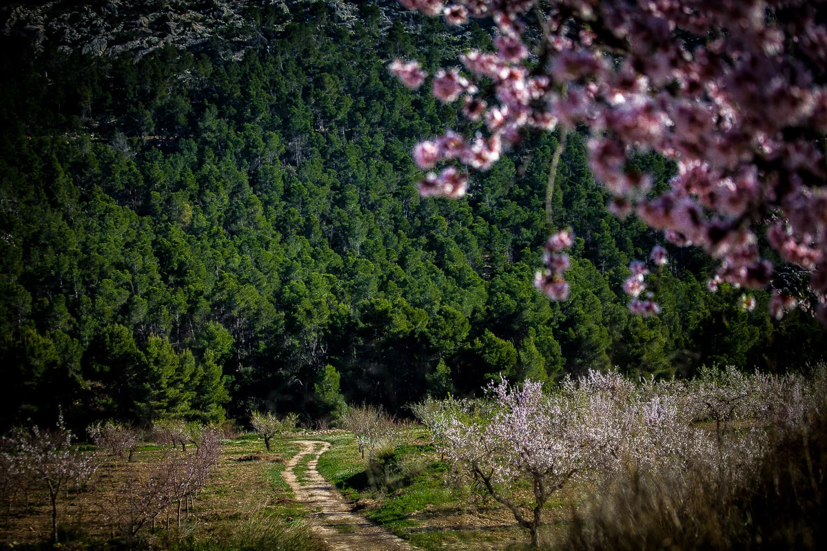 mula flor2026: paisaje de almendros en flor en mula