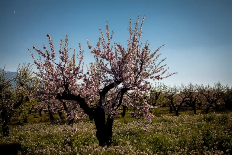 mulaflor 2026: almendros en flor en mula