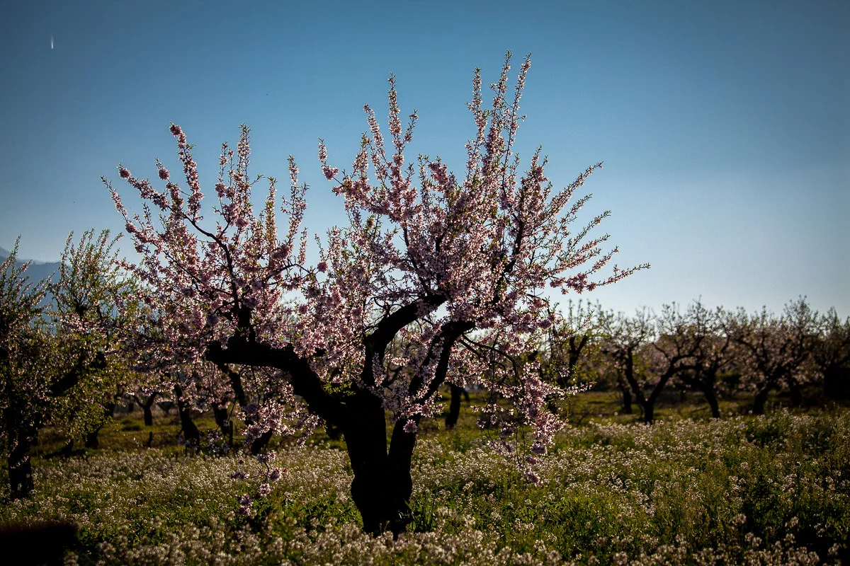 mulaflor 2026: almendros en flor en mula